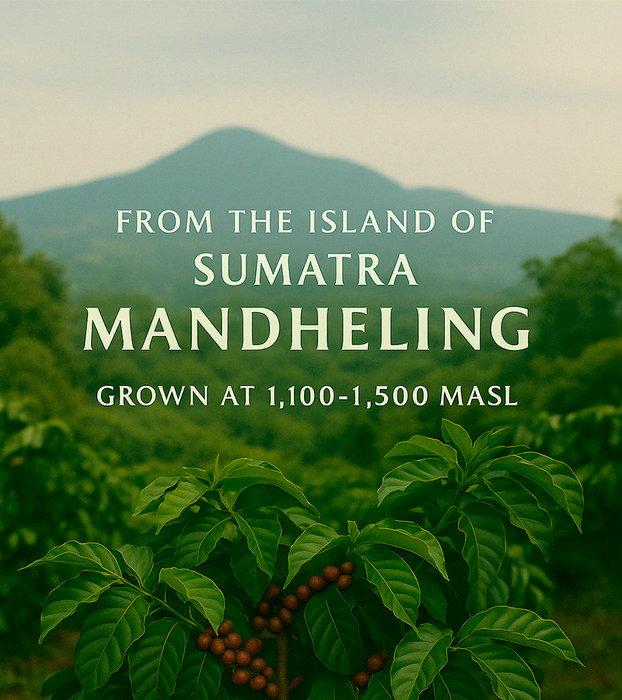 Sumatra Mandheling