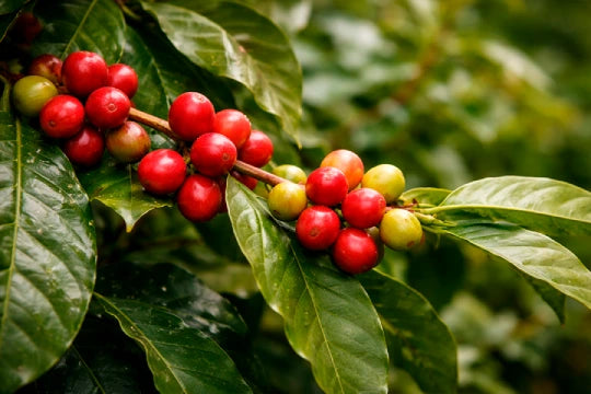Specialty-Grade, Clean Sourcing